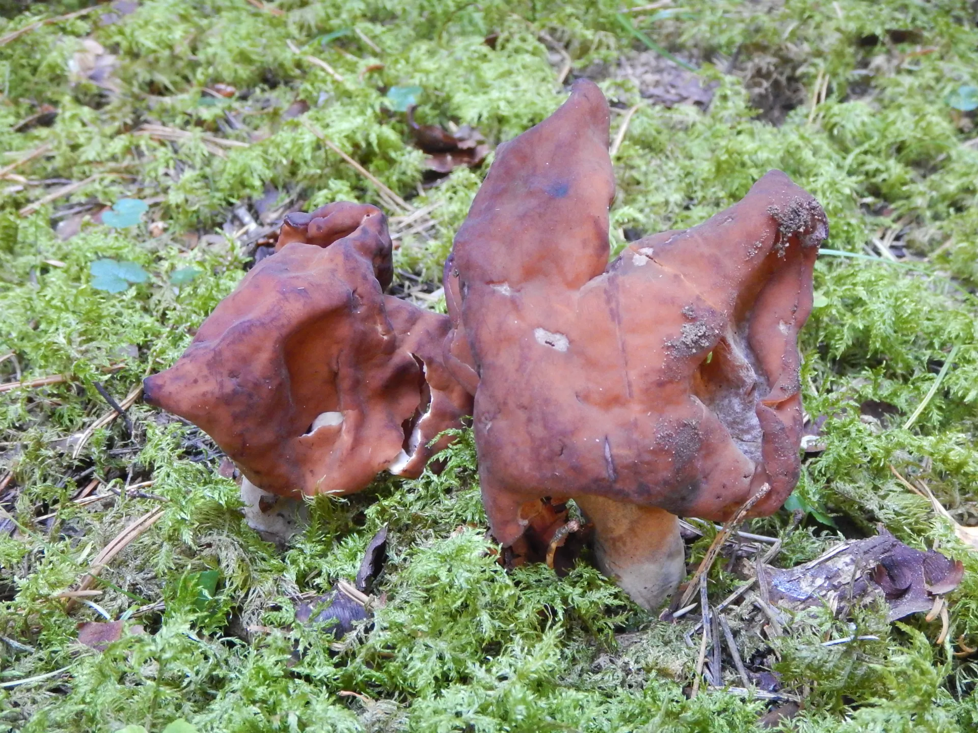 Gyromitra infula,21-10-14